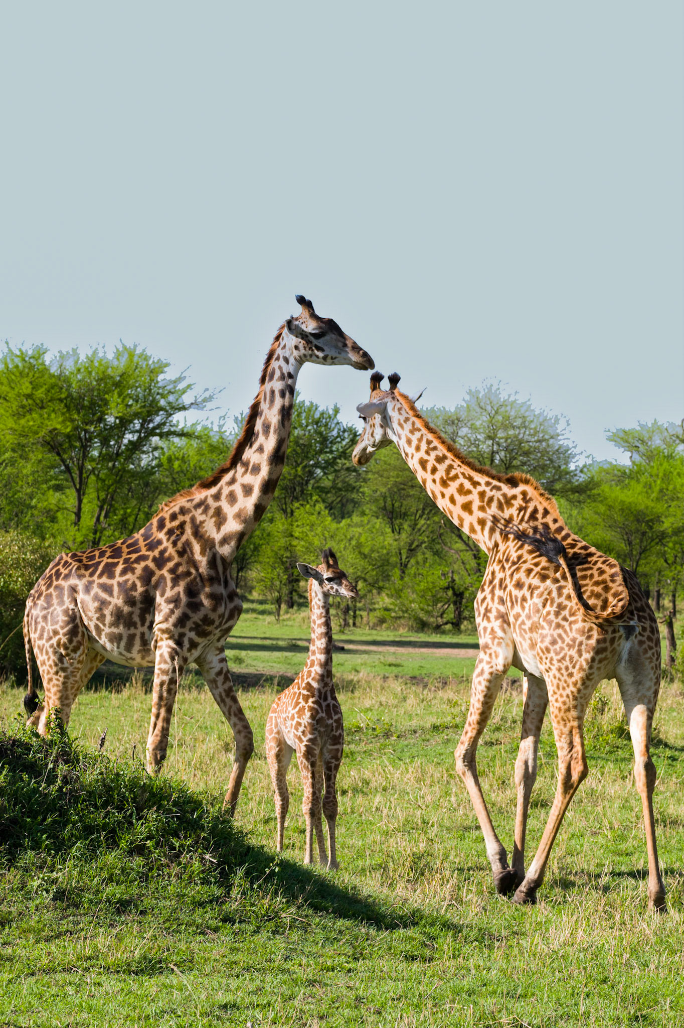A family of giraffes.