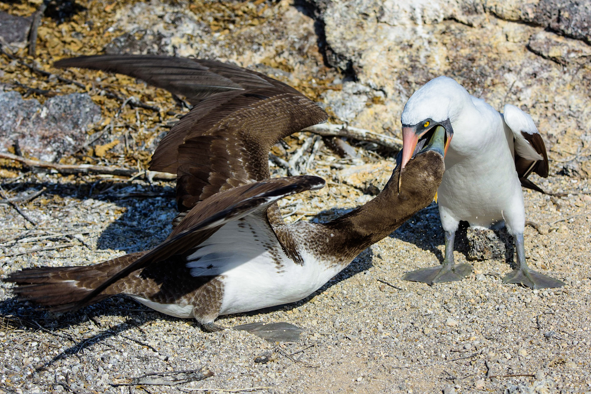 Nazca booby feeding young bird