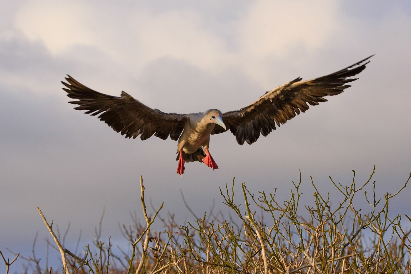 Red-footed Booby Landing