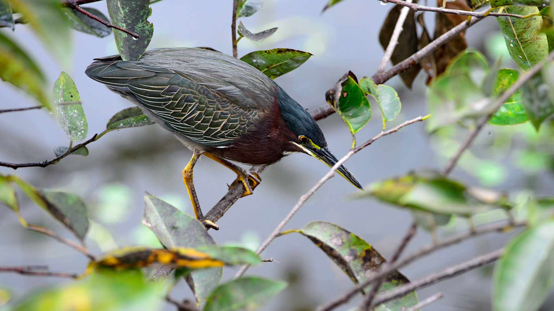 A Green Heron looking for a meal.