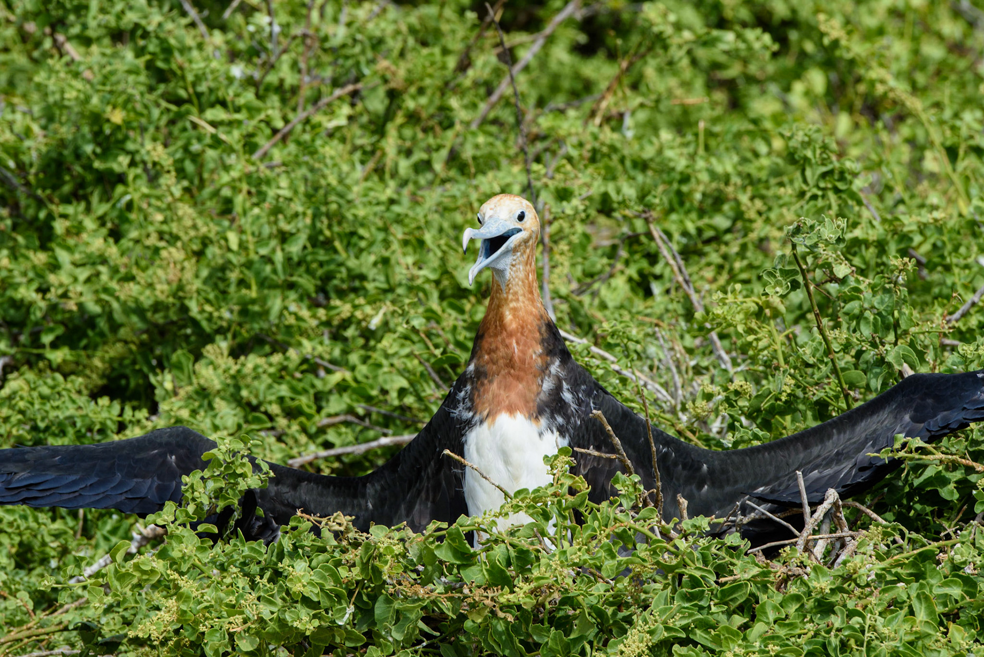 The Magnificent frigatebird