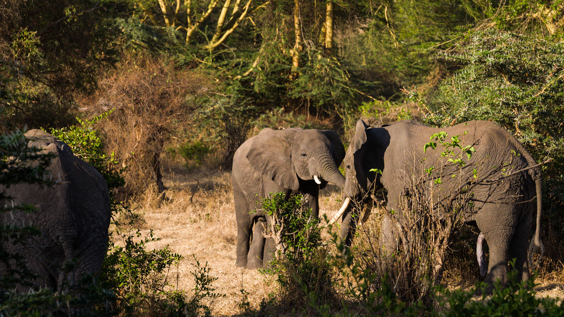 Elephants