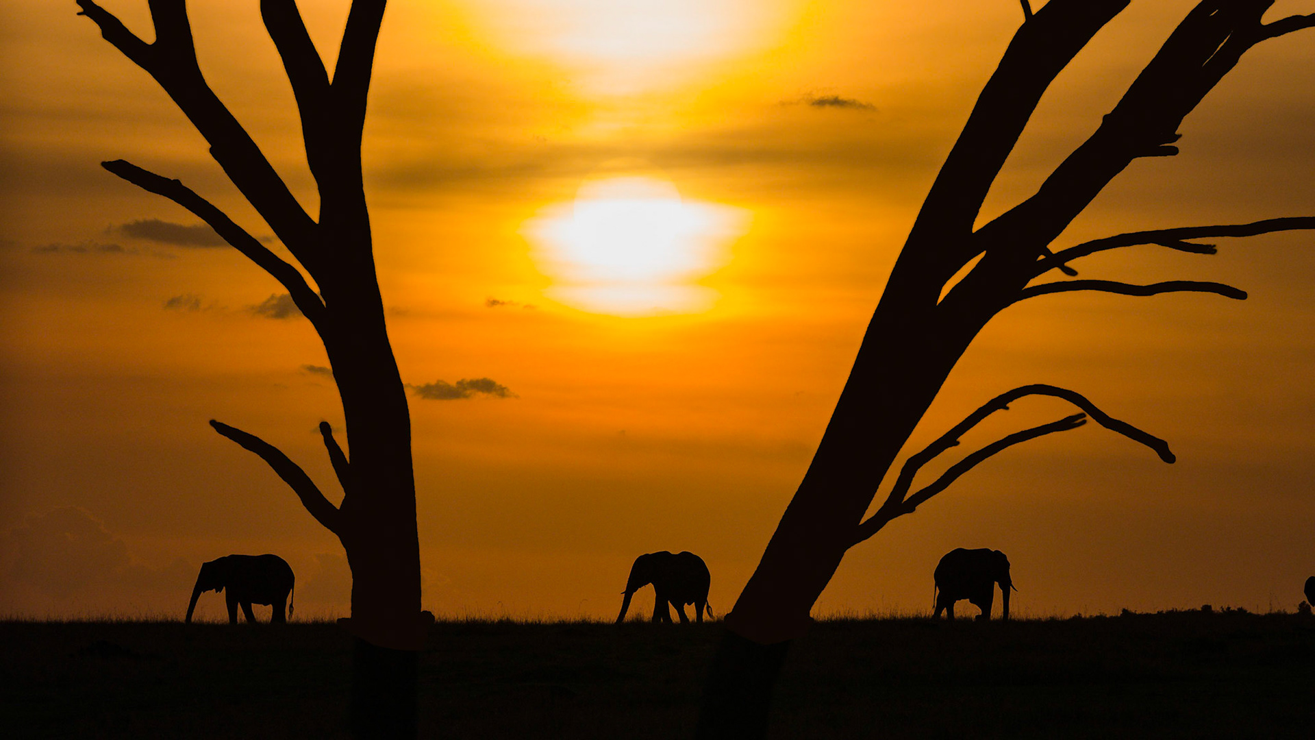 We watch the elephants on the horizon as the sunsets in the Serengeti.