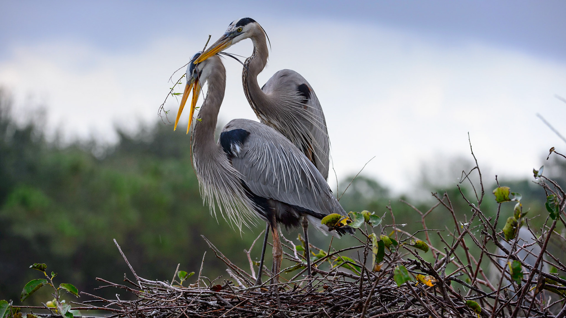 Great Blue Herons