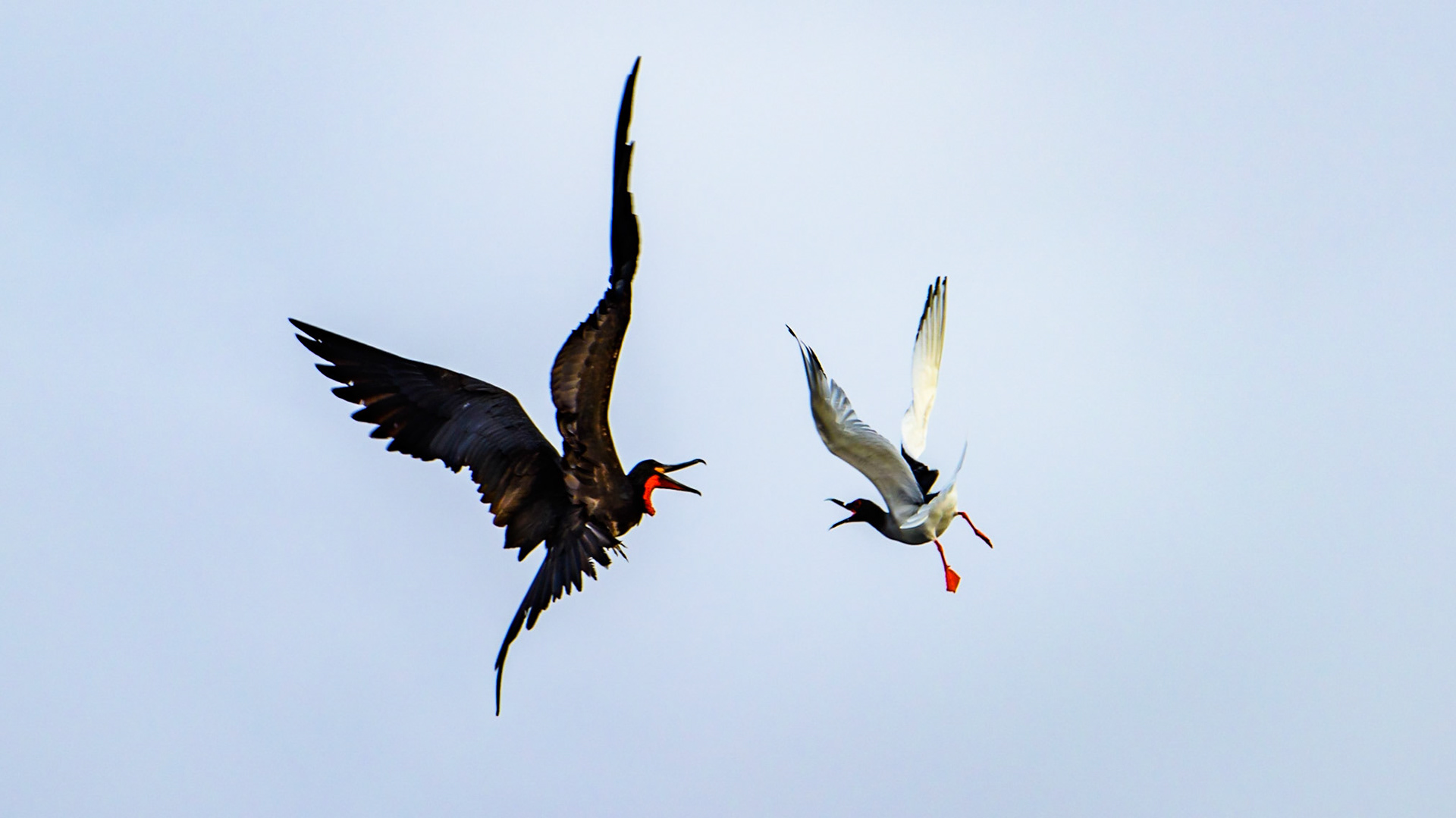 Frigate vs. Swallow-tailed gull