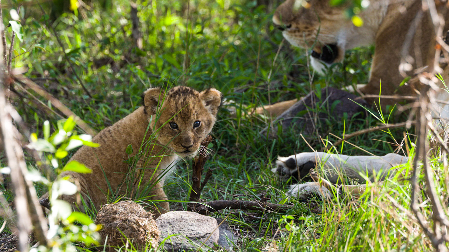 Lion cub stares at us.