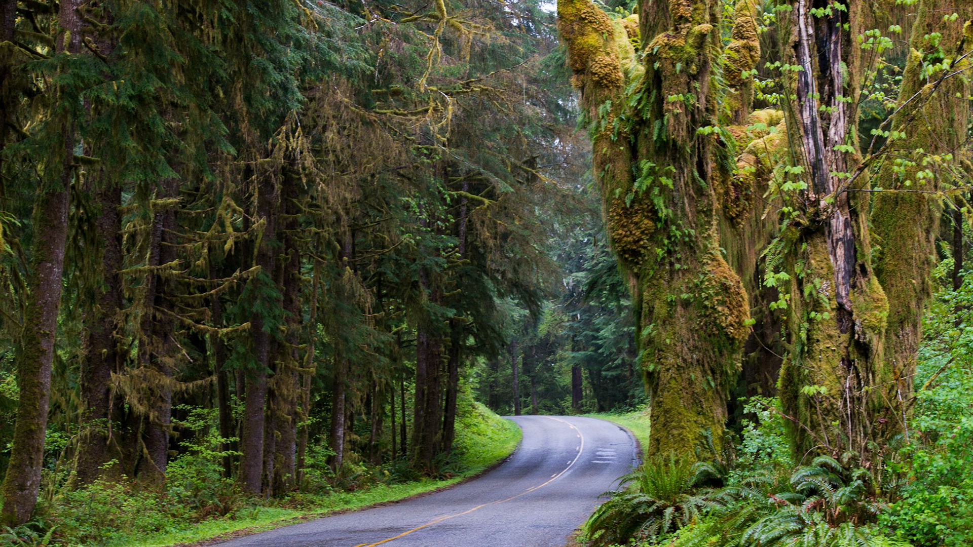 Driving through Washington state.