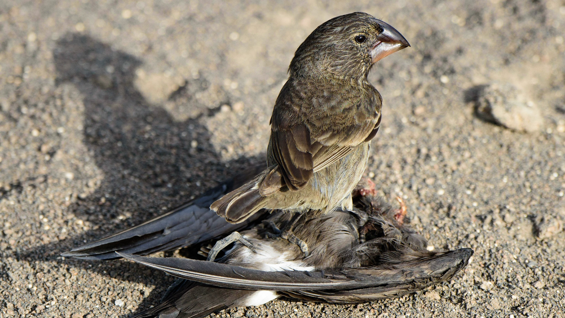 Not sure what happened but this finch was standing on a dead bird.