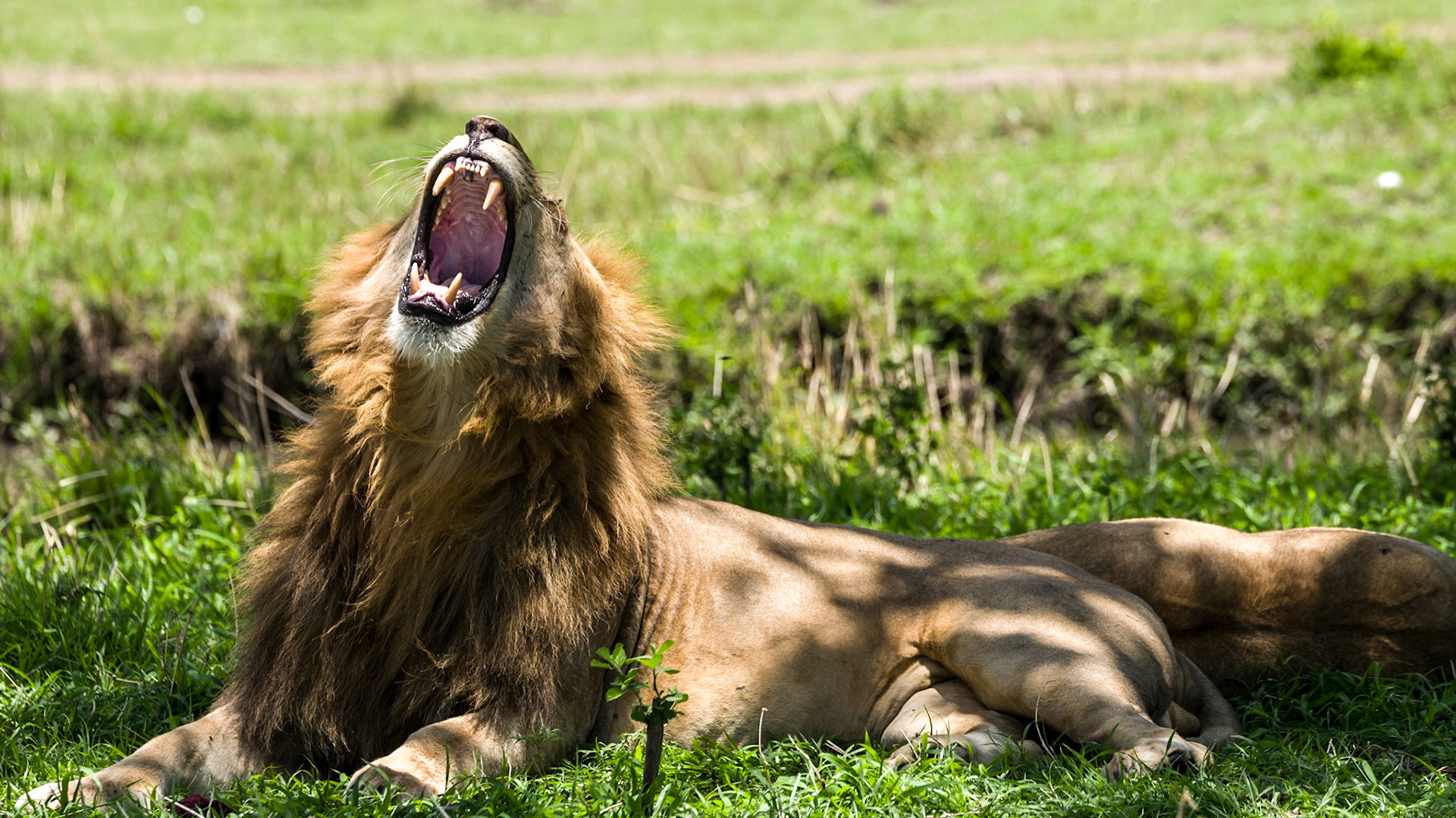 Here me roar!