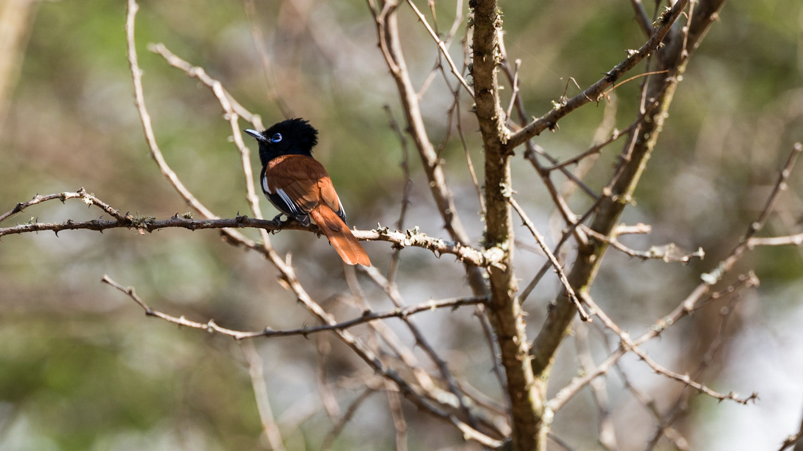 African Paradise Flycatcher