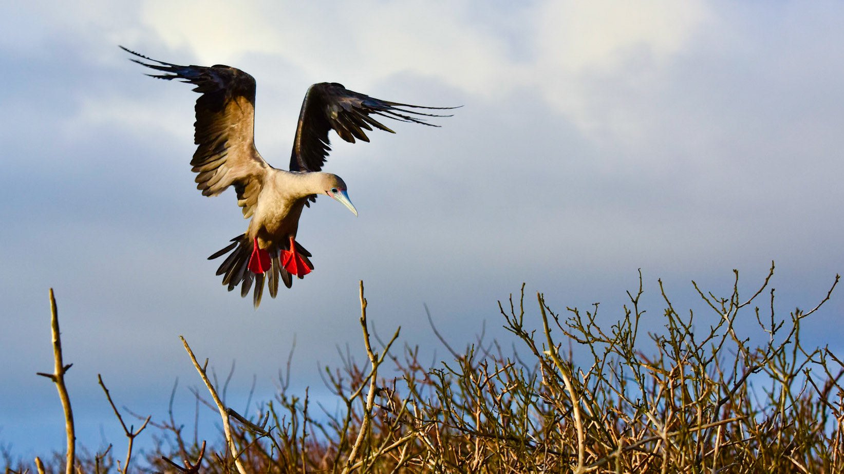 Red-footed booby landing on Genovesa Island