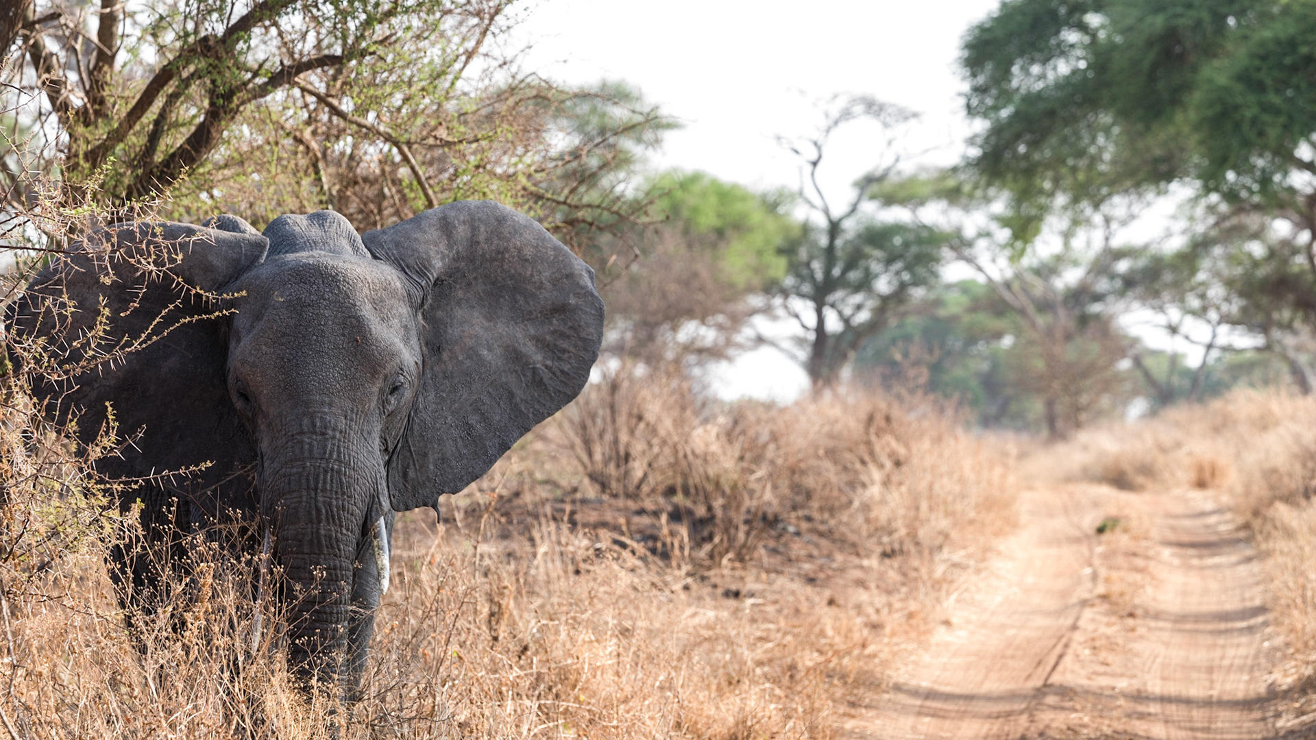 Elephant watches us as we approach.