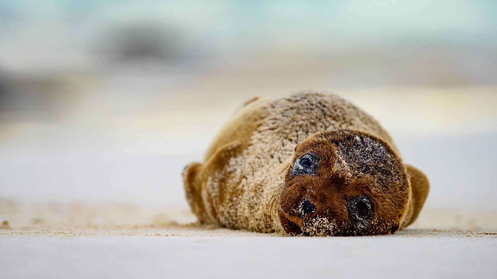 Galapagos baby sea lion on the beach