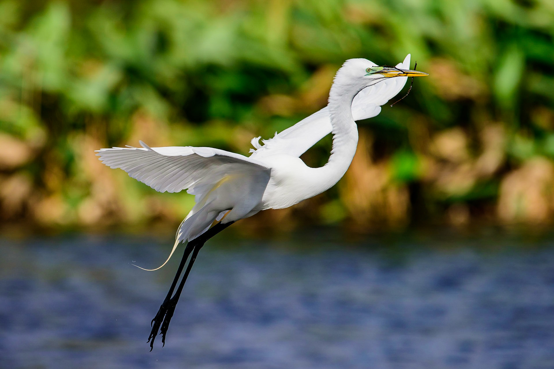 The Graceful Great Egret