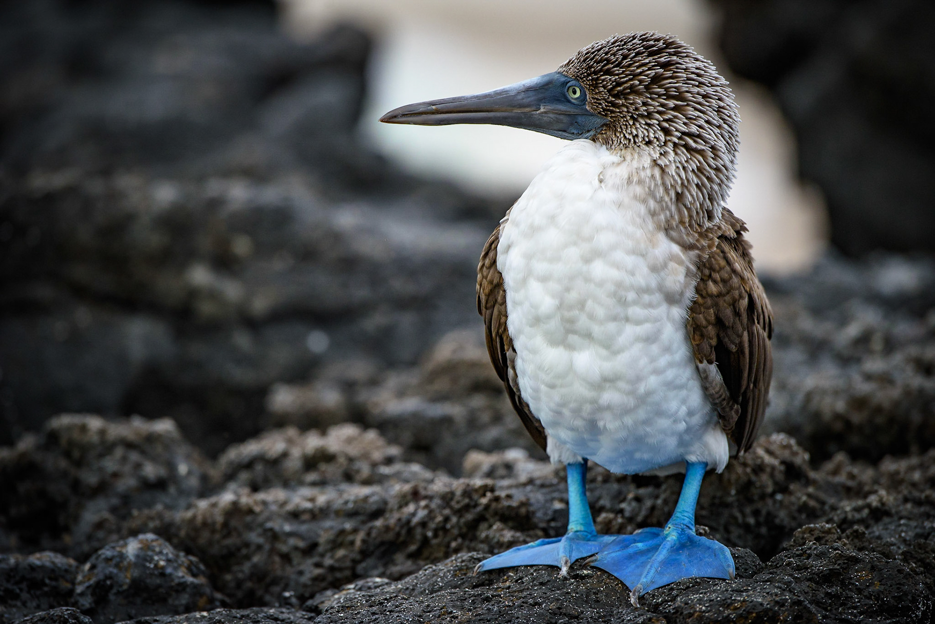 A blue-footed booby sits on a rock