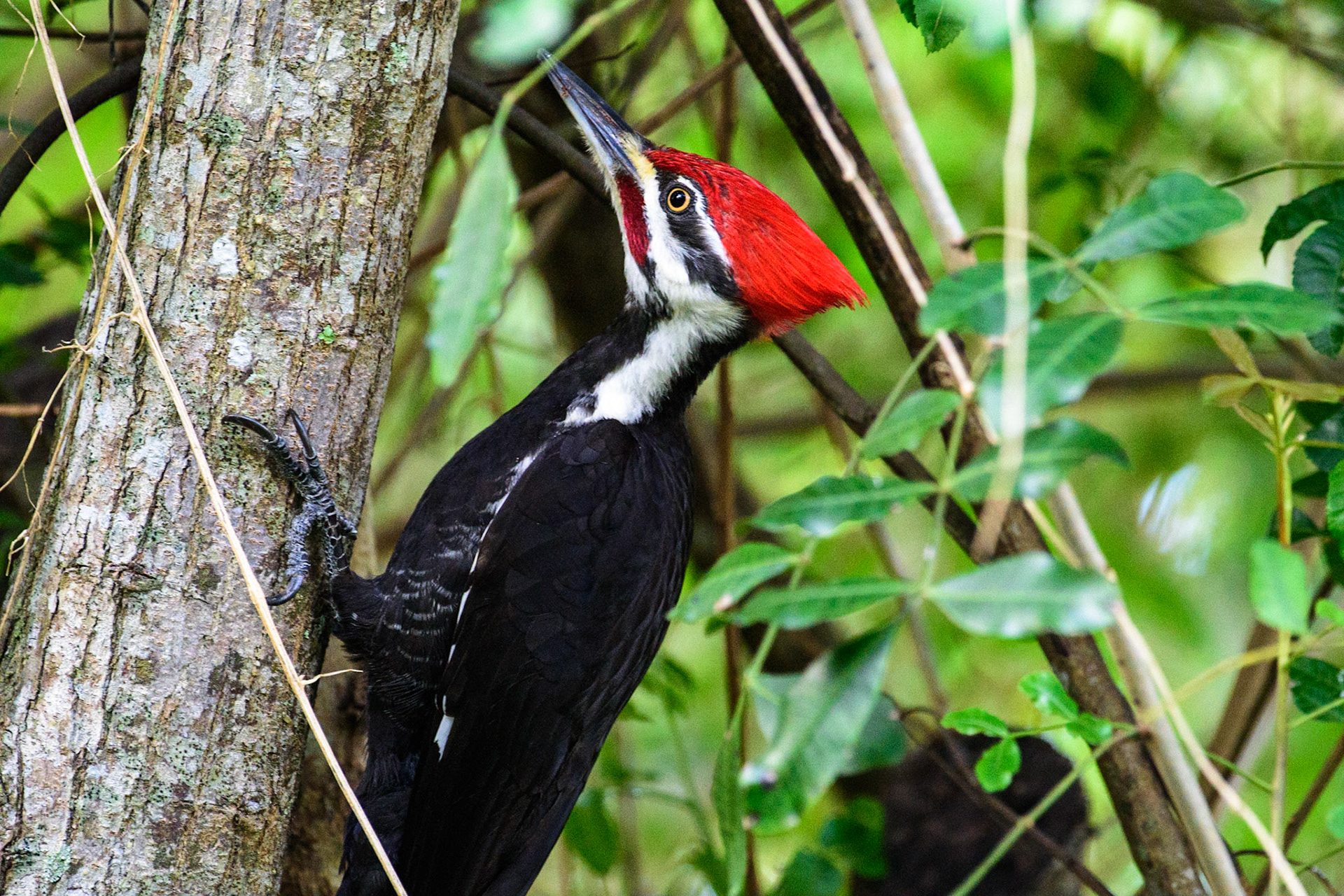 Pileated Woodpecker