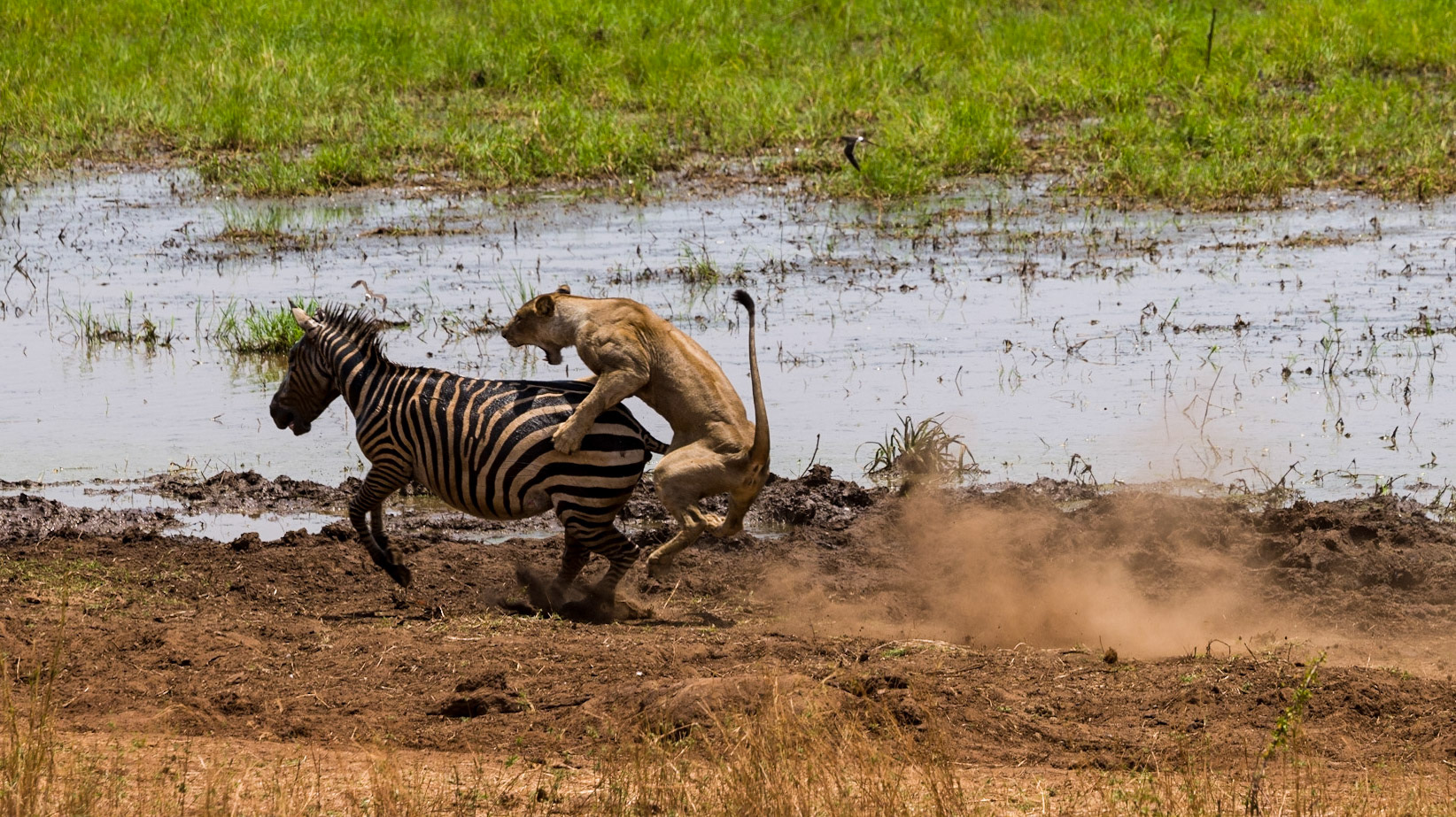 Lioness take down a zebra.