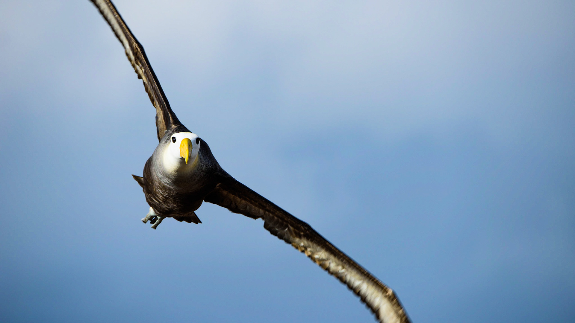Galapagos Waved Albatross