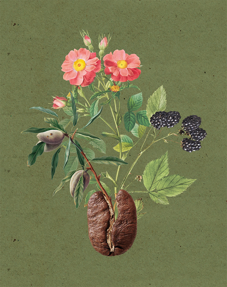 COLLAGE, AROMABOHNE, REHORIK