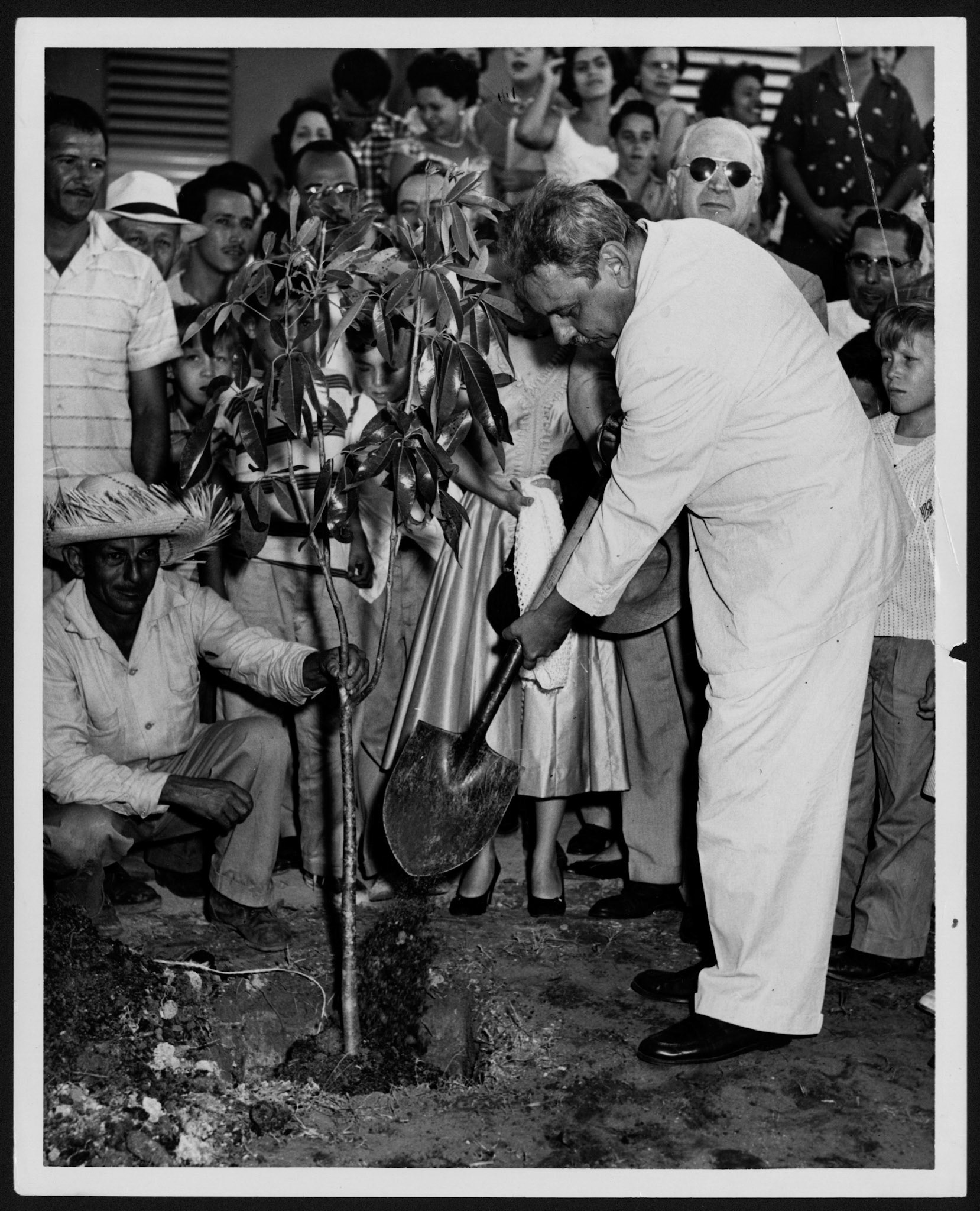 Gobernador Muñoz Marín sembrando un roble del país en memoria de próceres puertorriqueños.Abril 16, 1955