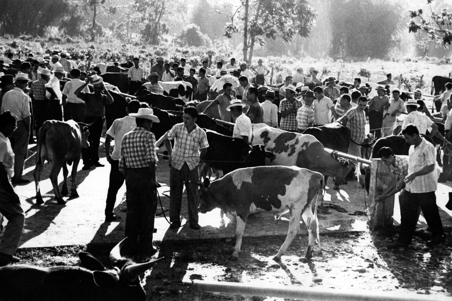 Compra y venta de ganado vacuno en el Mercado Regional de San Sebastián.Mayo 26, 1962