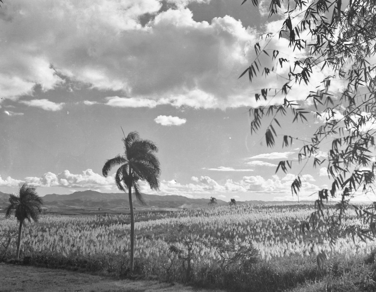 CAÑA EN FLOR