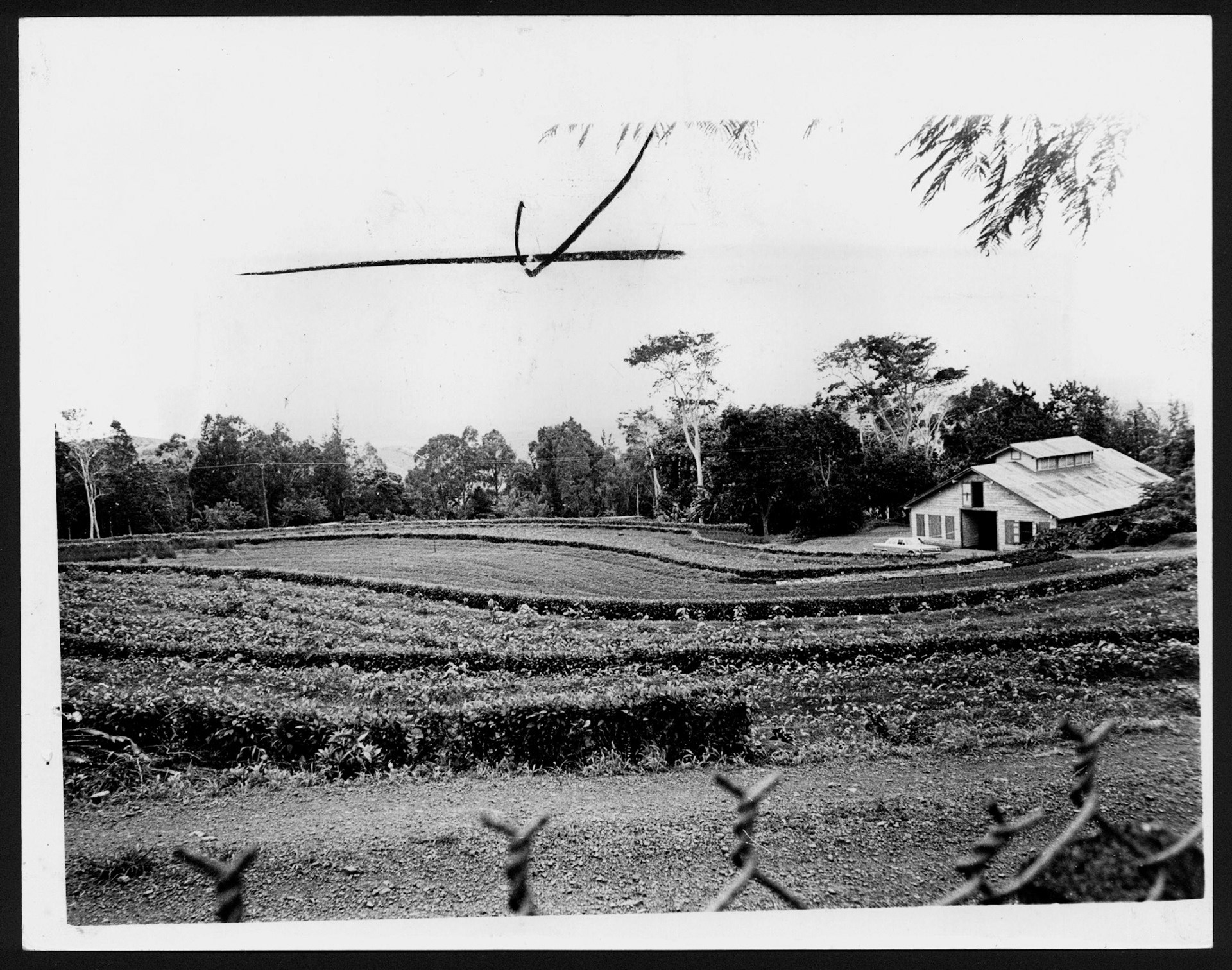 Vivero de Catalina en El Yunque.Marzo 4, 1965