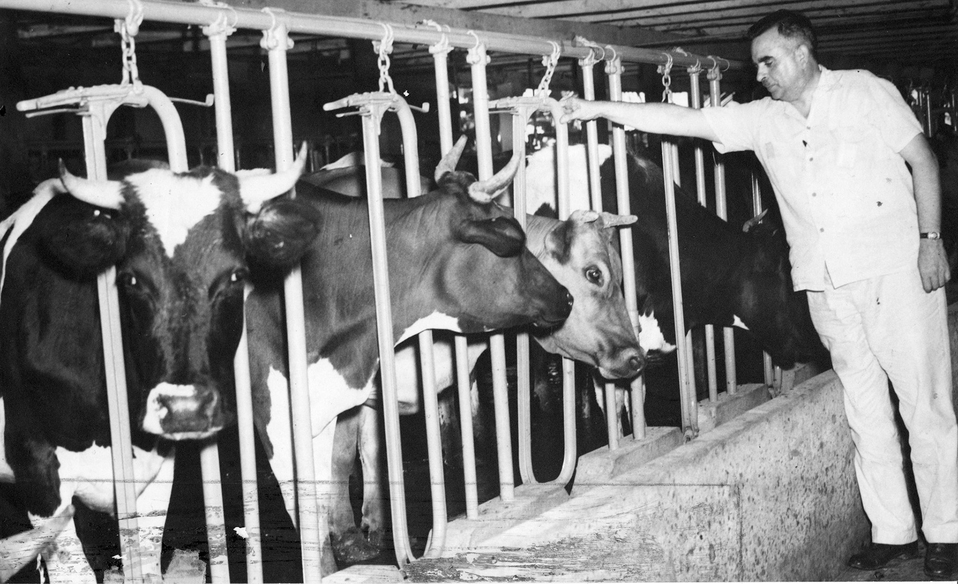 Jesús T. Piñero mostrando las vacas de su vaquería.Barrio Canovanillas, Carolina.Noviembre 30, 1944