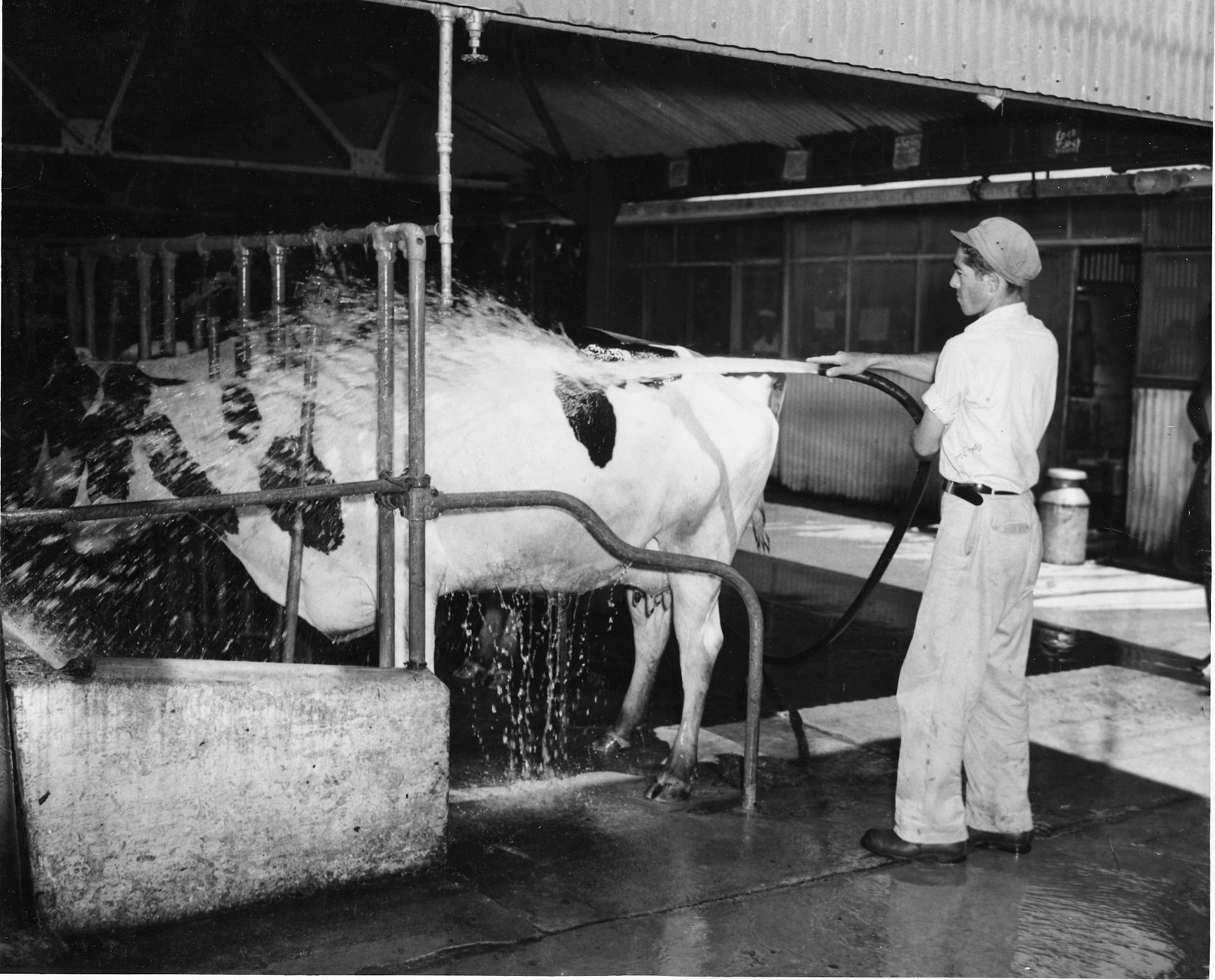 Empleado de vaquería bañando una vaca.Barrio Canovanillas, Carolina.Noviembre 30, 1944