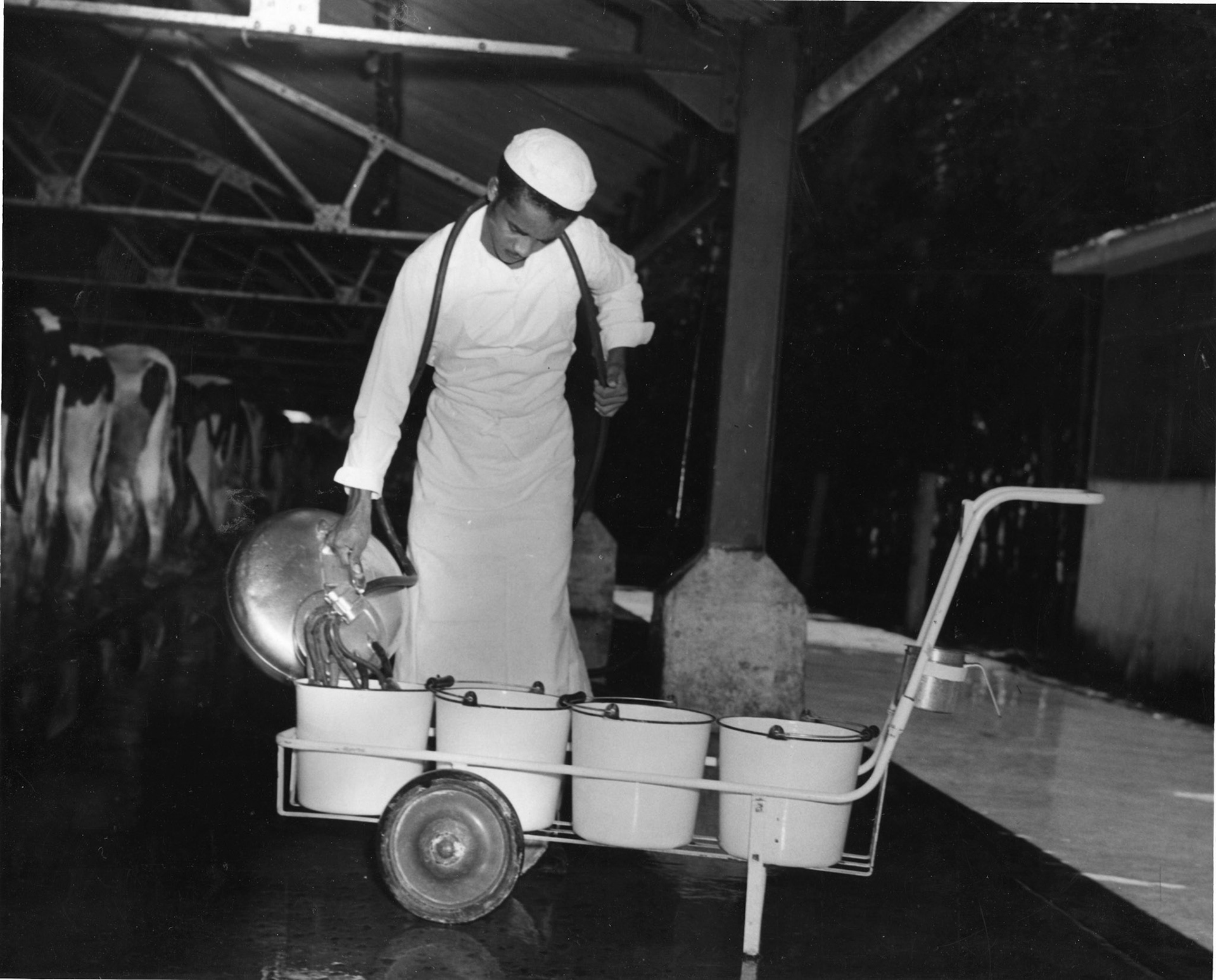 Empleado de vaquería de Jesús T. Piñero.Barrio Canovanillas, Carolina.Noviembre 30, 1944
