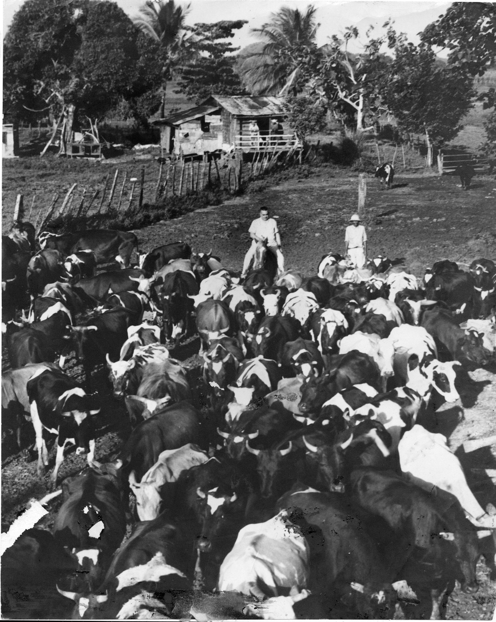 Jesús T. Piñero con el ganado en su finca de Carolina.Barrio Canovanillas.Noviembre 30, 1944