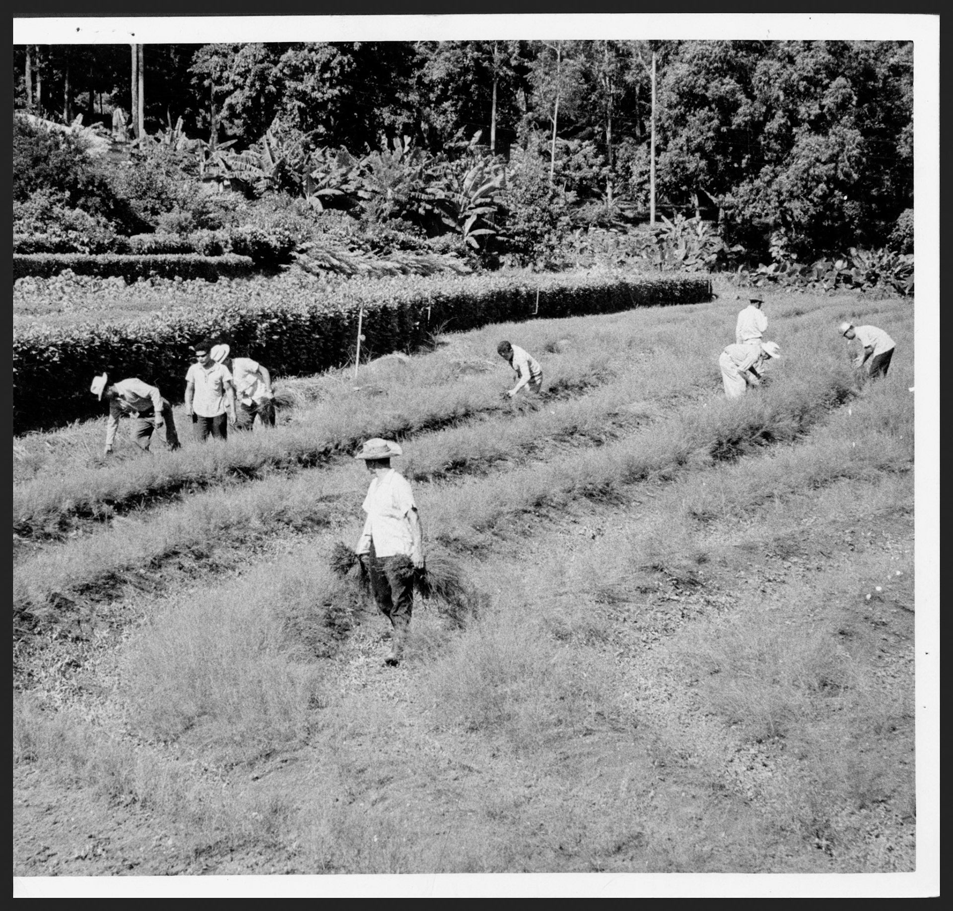 Empleados recogiendo casuarinas en las siembras del Vivero de Catalina en El YunqueOctubre 2, 1964