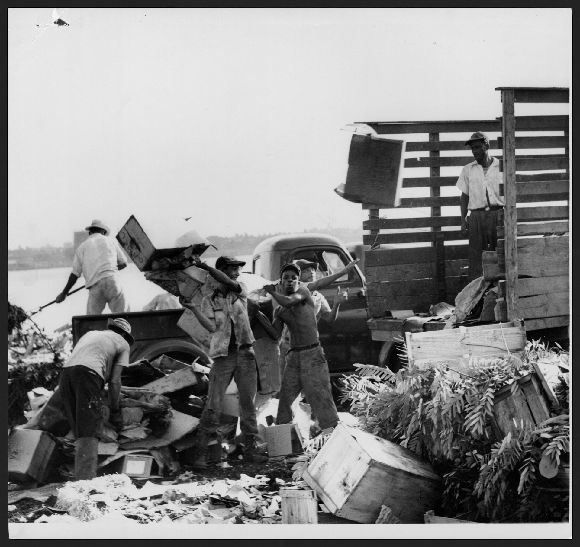 Hombres recogiendo cartón desechado en el área del antiguo crematoio de San Juan.Julio 18, 1953