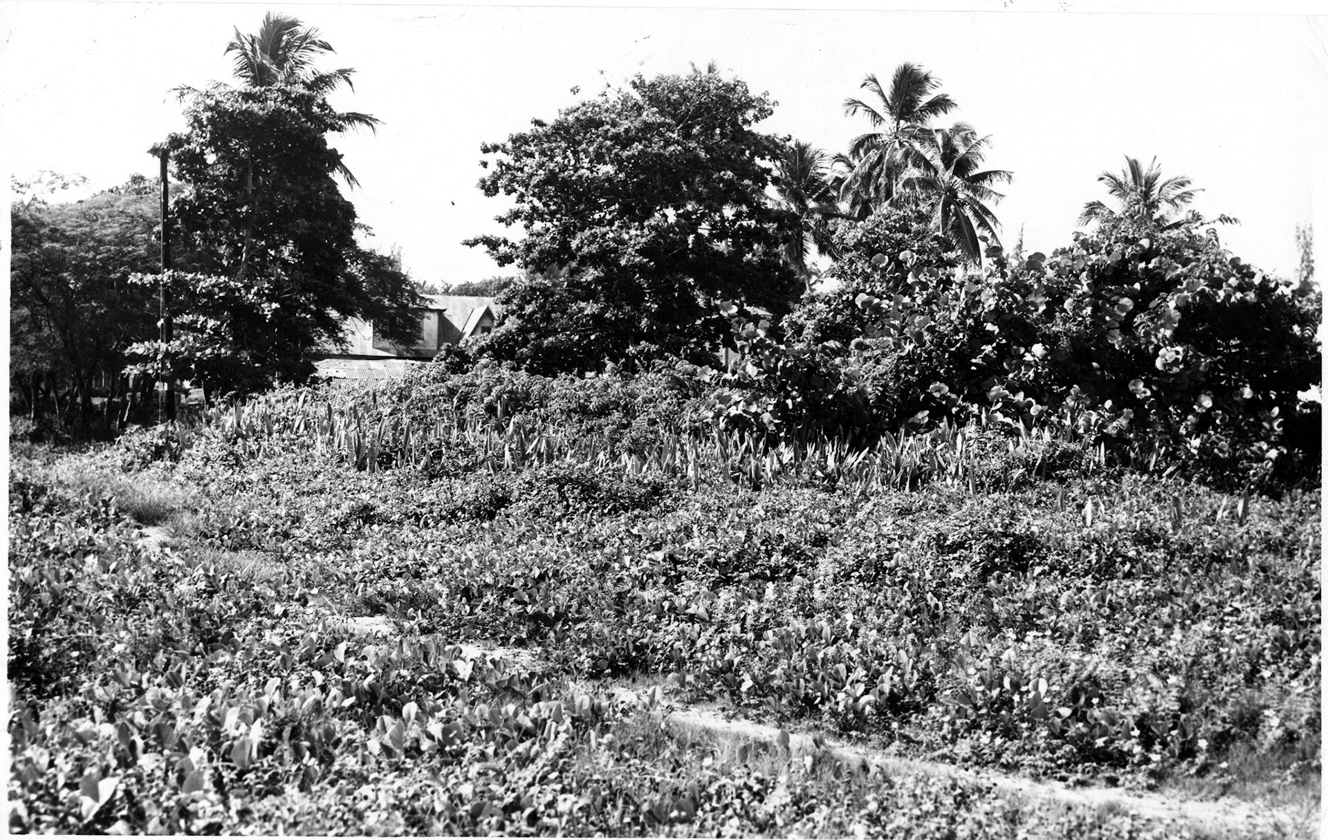 Solar descuidado en el Condado constituye peligro para vecinos.Octubre 29, 1952