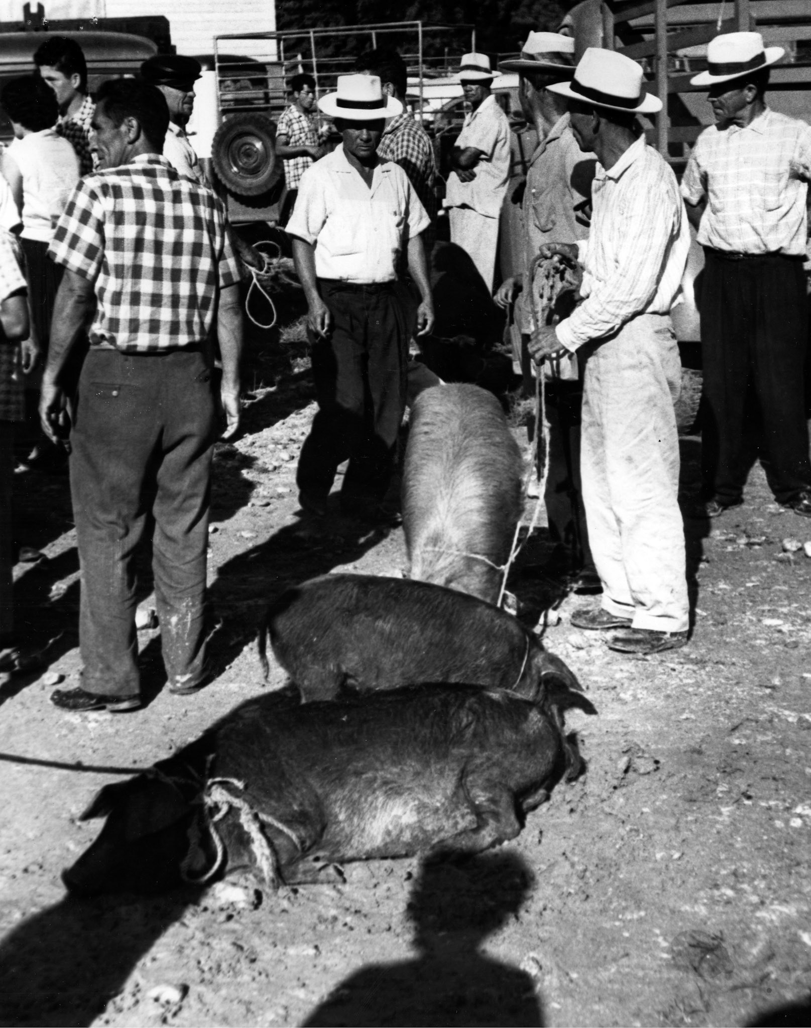 enta de cerdos en el Mercado Regional de San Sebastián.Mayo 26, 1962