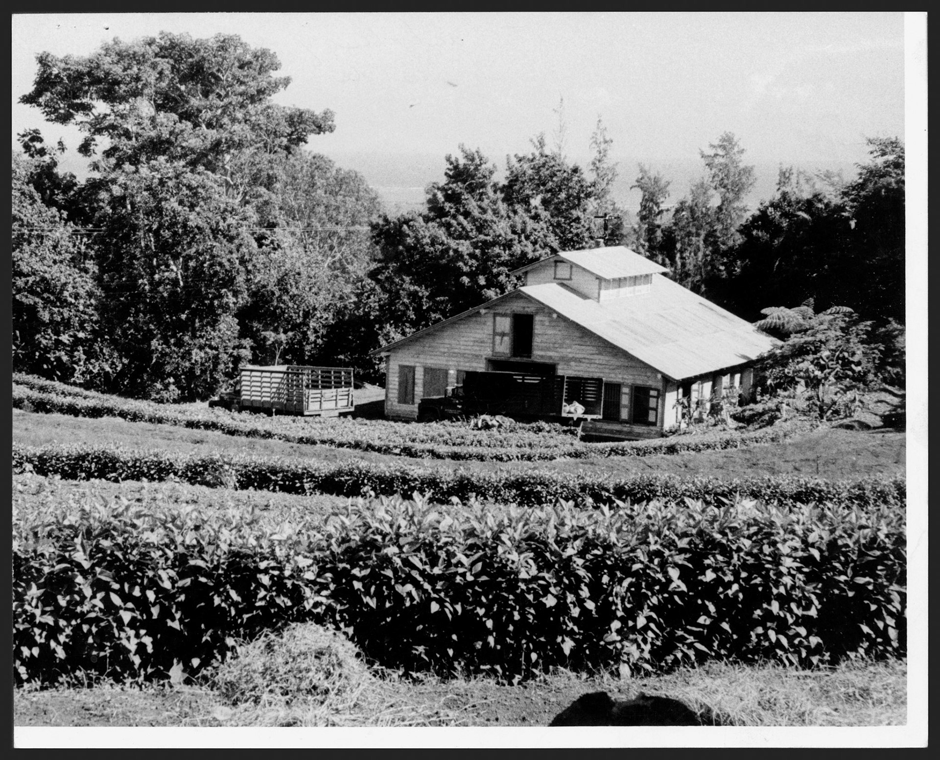 Arbolitos cultivados en el Vivero de Catalina ubicado en la región de El Yunque.Octubre 17, 1964