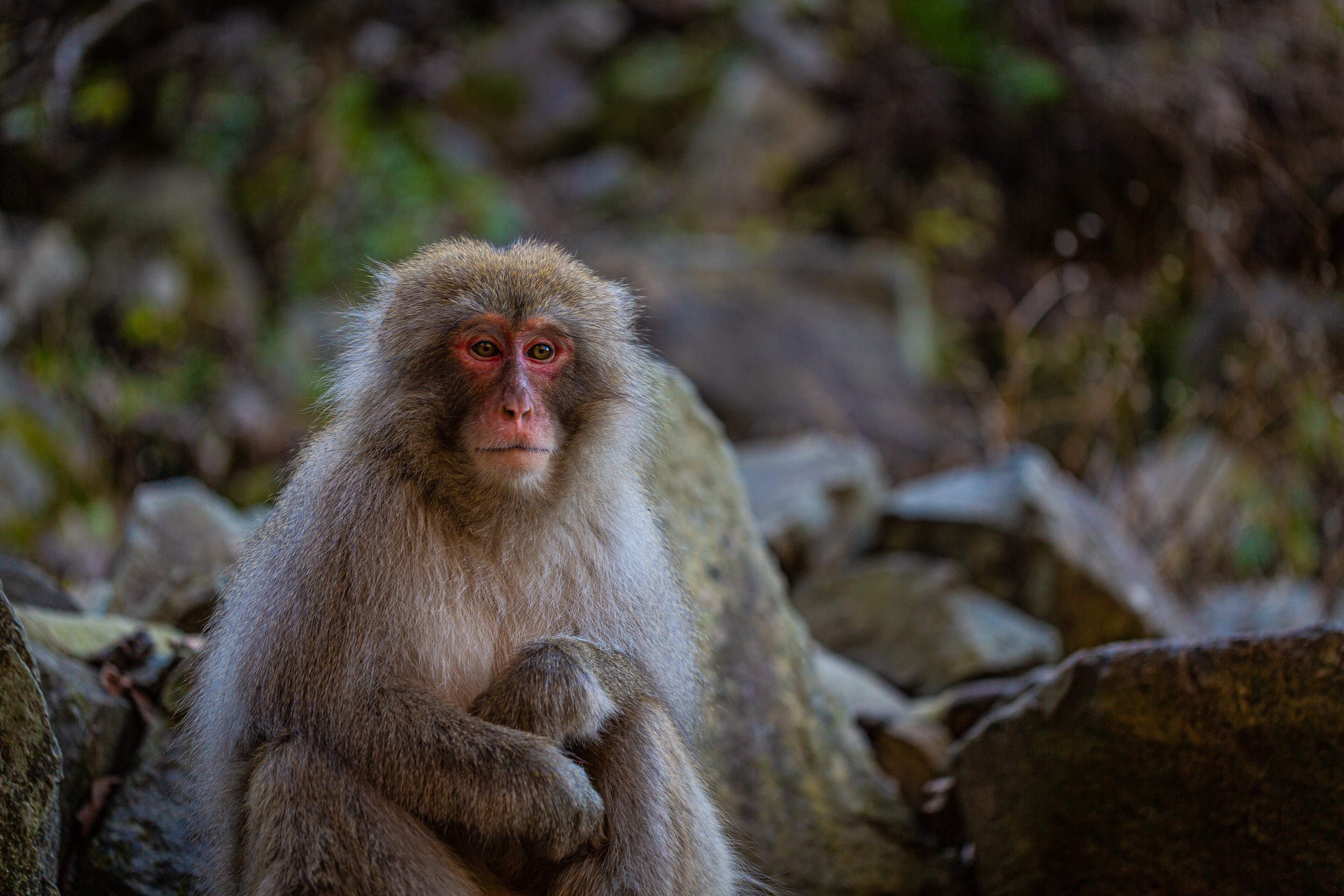 Snow monkey, Jigokudani, Nagano, Japan