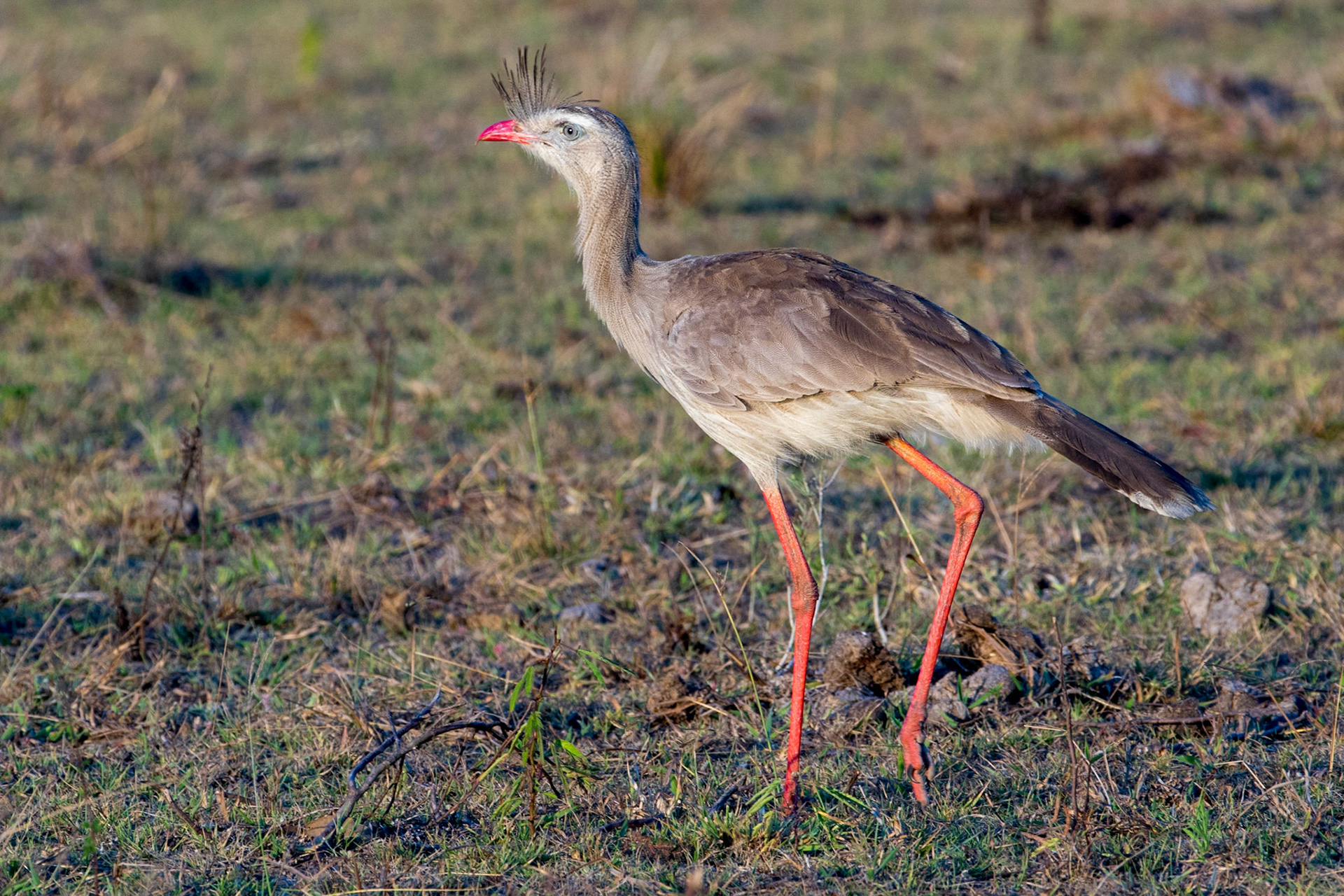 Red-legged Seriema, Fazenda Barrano Alto, Brazil. 2016.