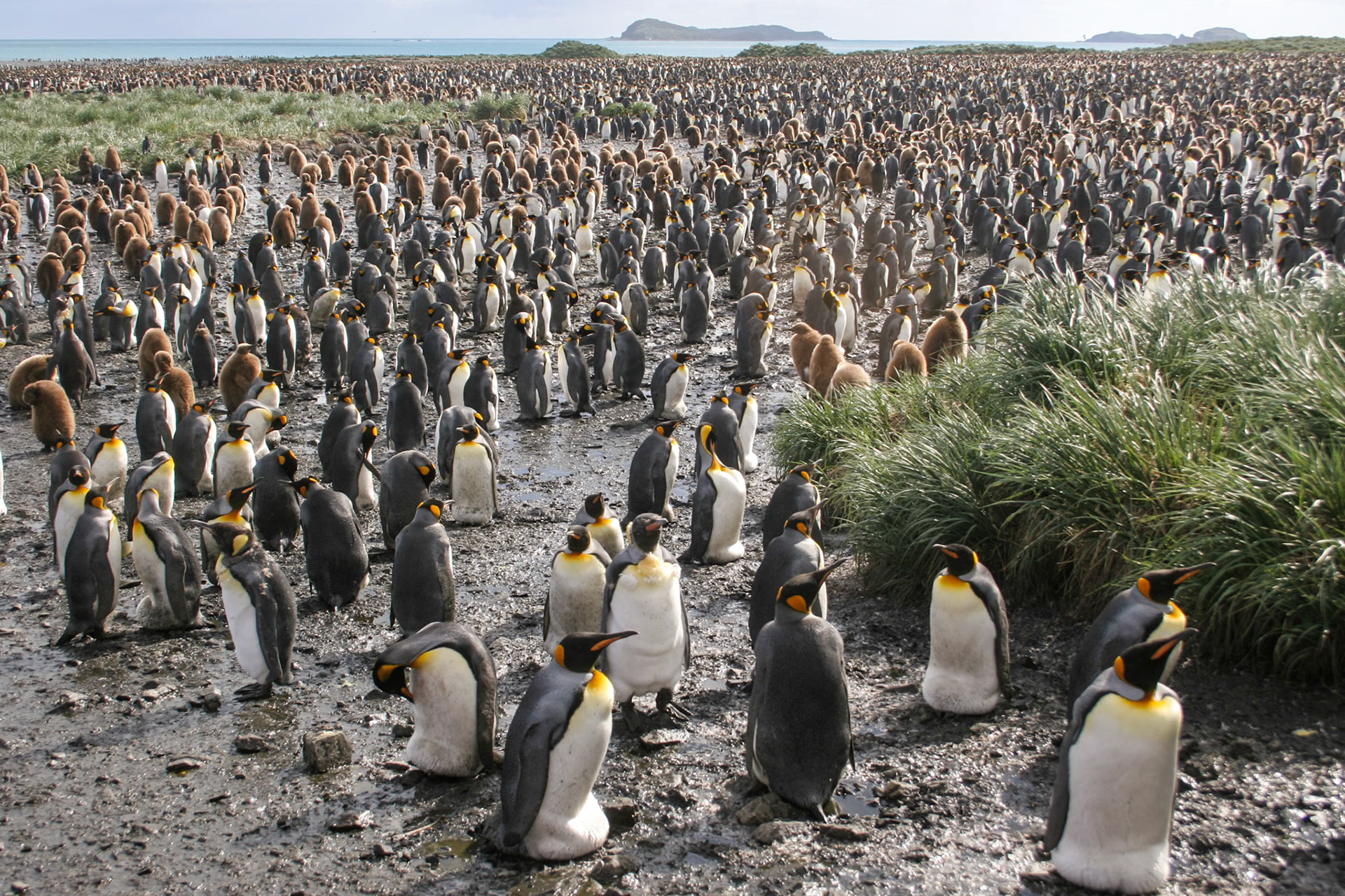 King Penguins, Salisbury Plain, South Georgia
