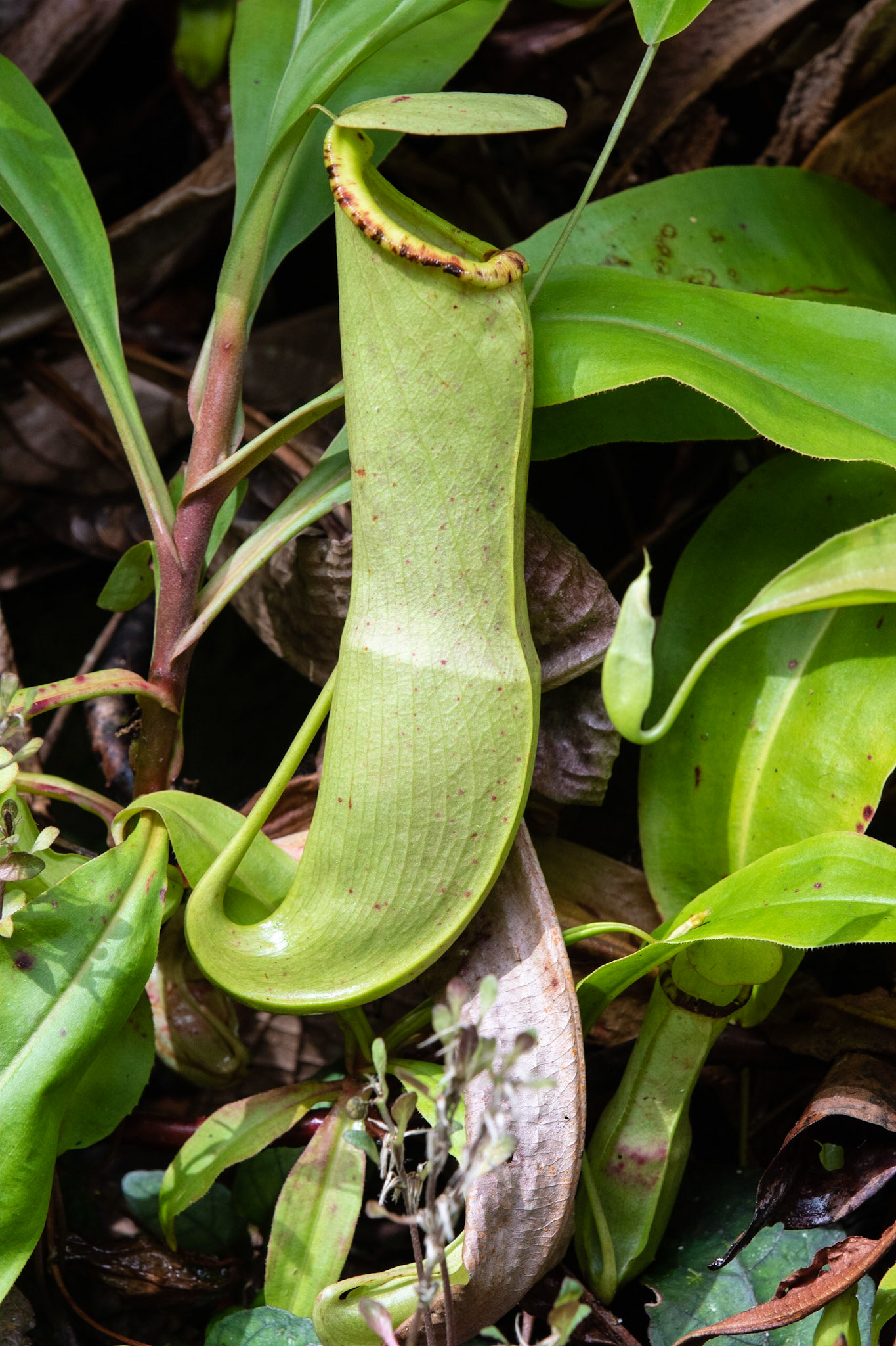 Pitcher Plant. Sarawak, Sememggoh Wildlife Center