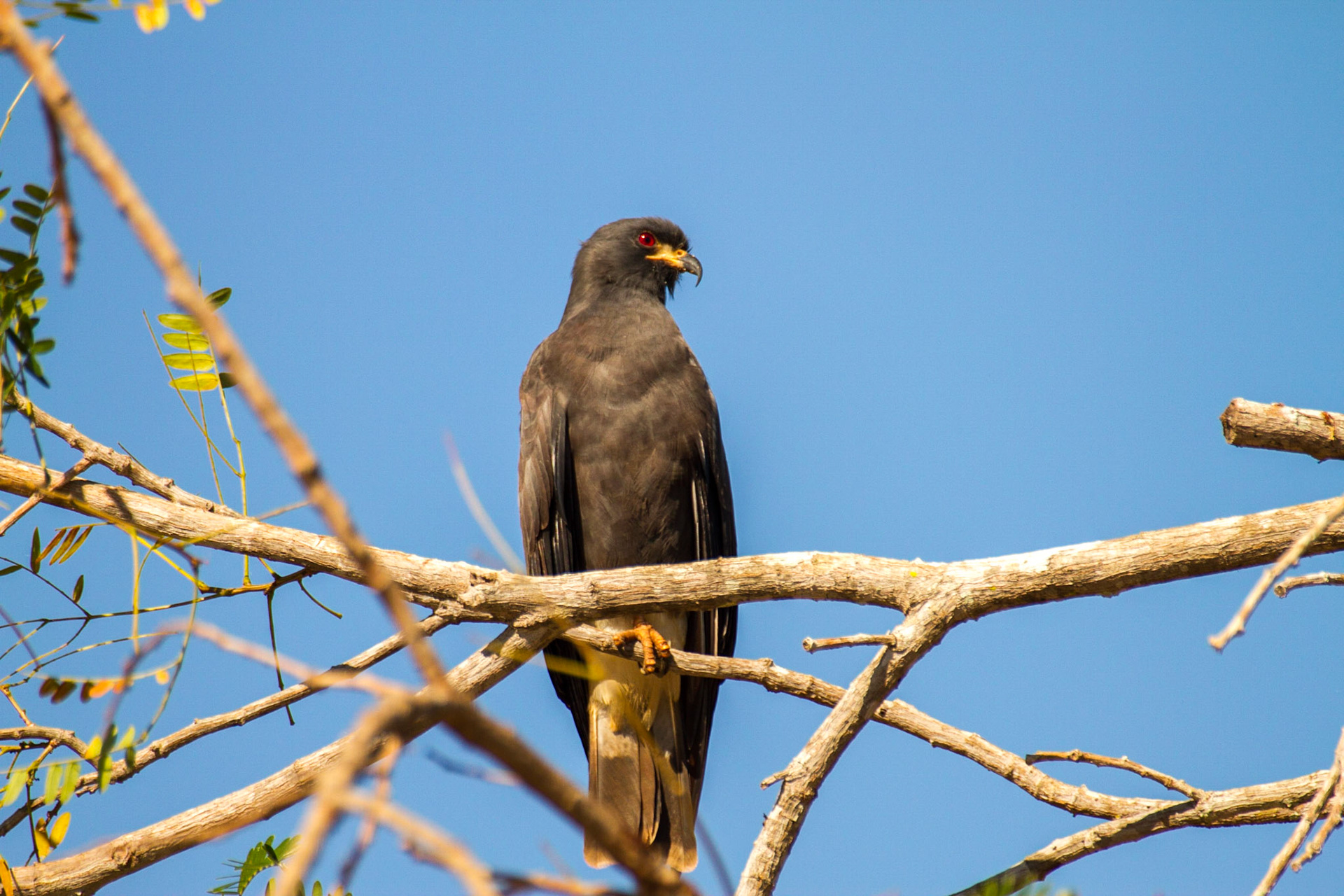 Snail kite, Piquiri River, Pantanal, Brazil. 2011.