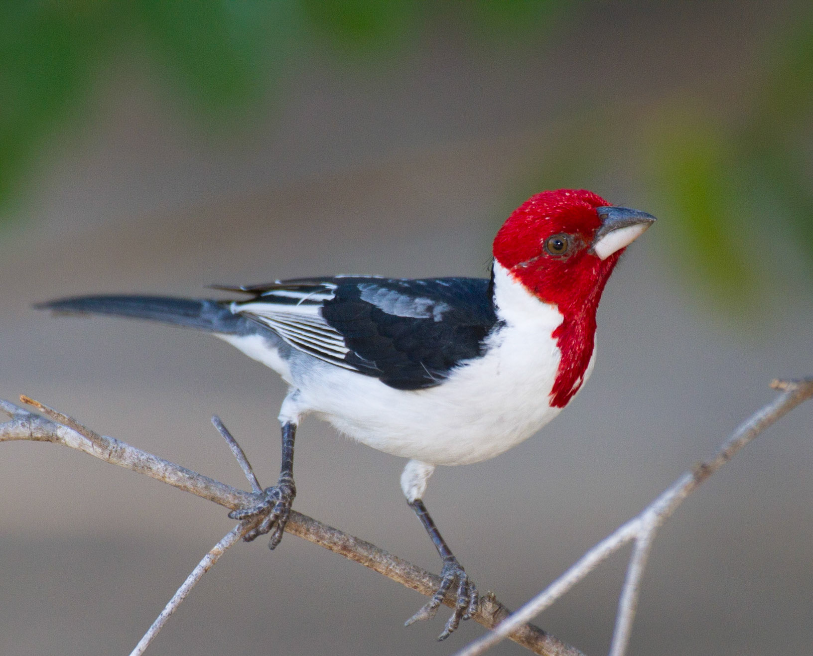 Red-cowled Cardinal. Piaui, Brazil. 2011.