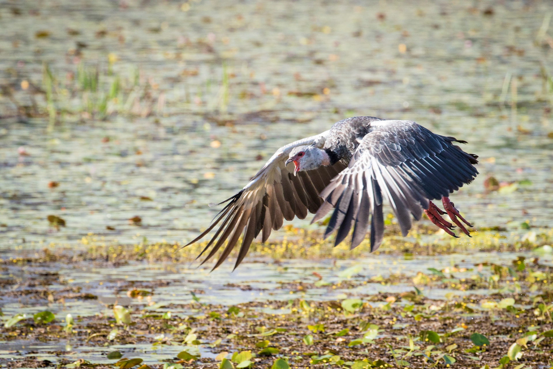Southern Screamer, Barranco Alto, Brazil. 2016.