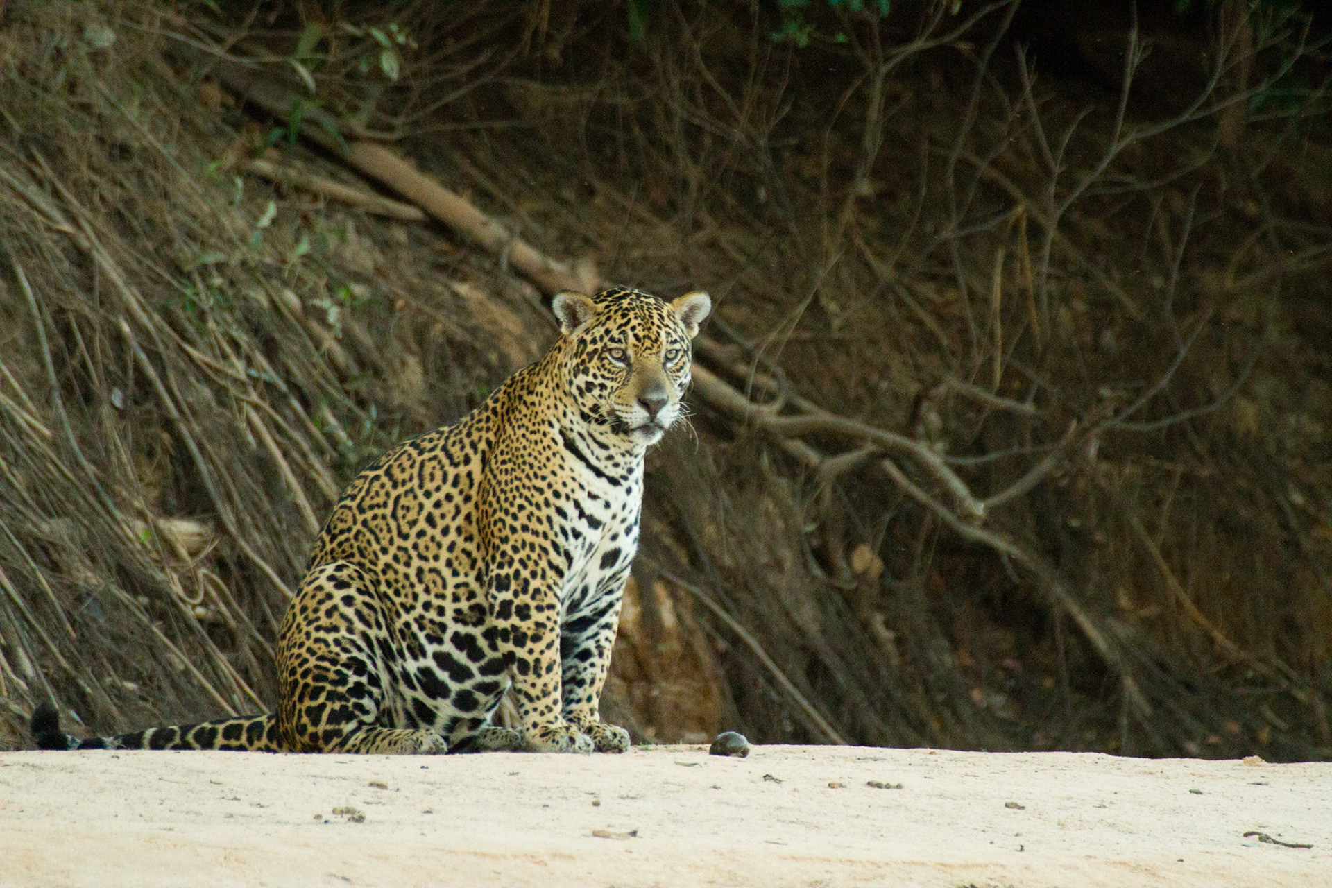 The jaguar is the third largest of the world's cats (after the tiger and lion) and it is the largest cat in the new world. 2011.
