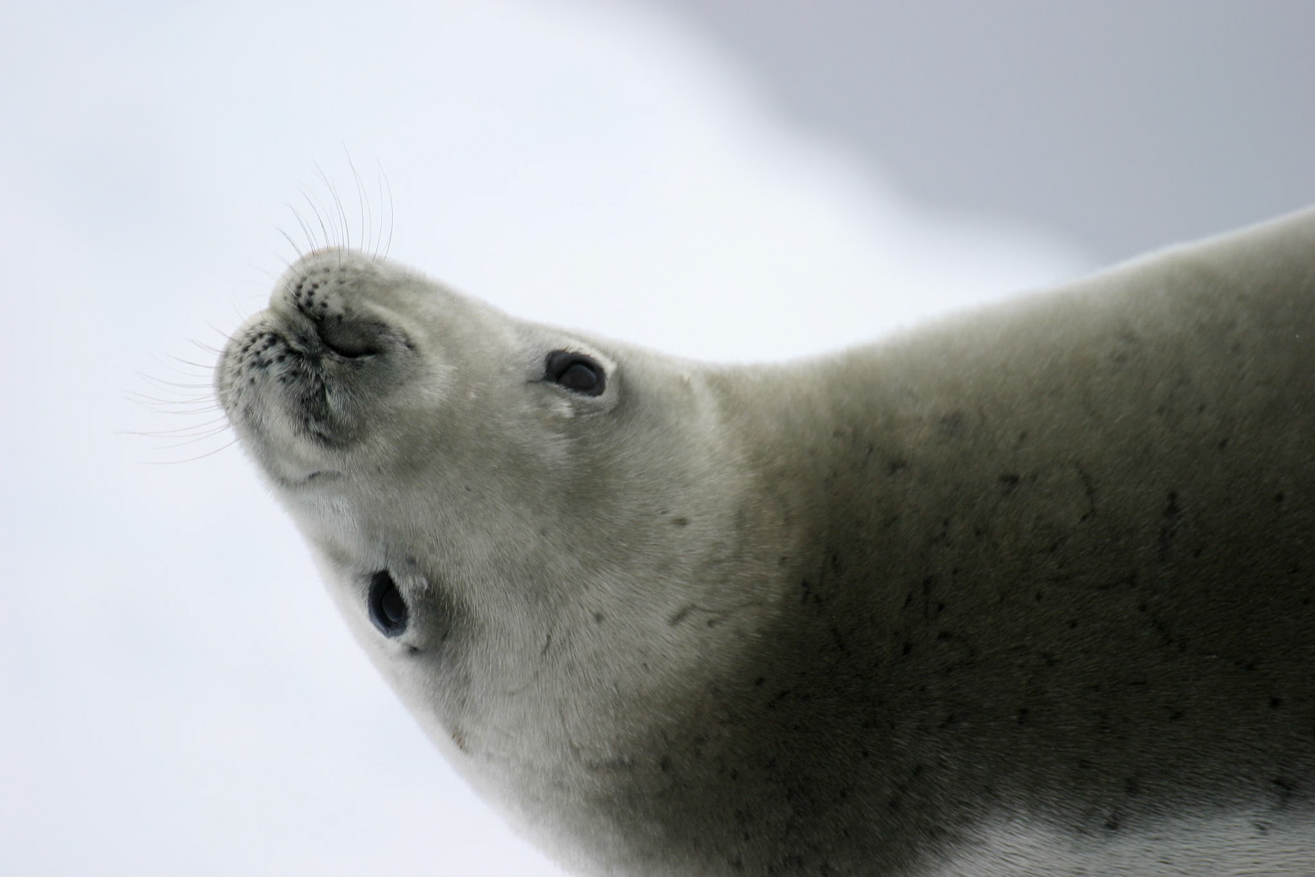 Crabeater Seal, Cuverville Island