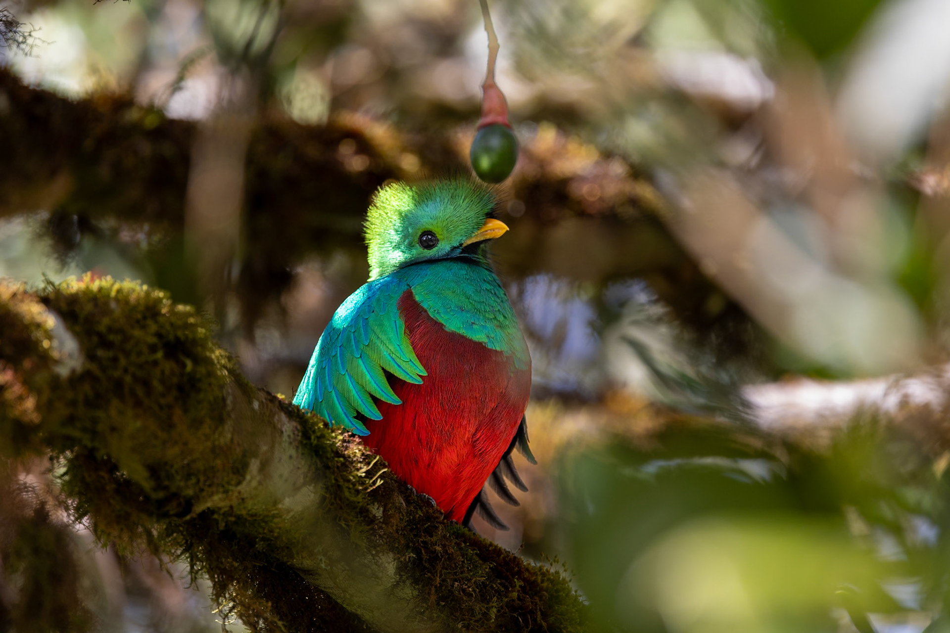 Resplendent Quetzal with its favorite fruit.