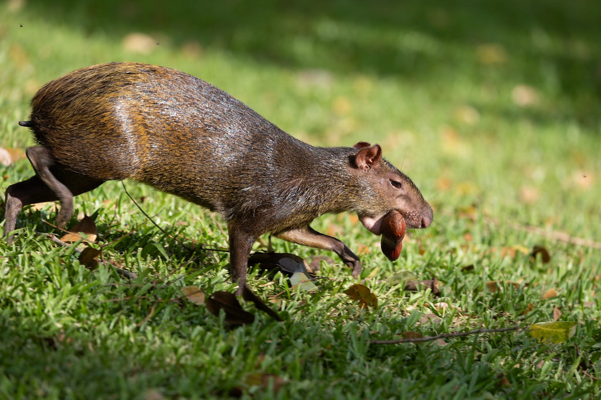 Agouti.