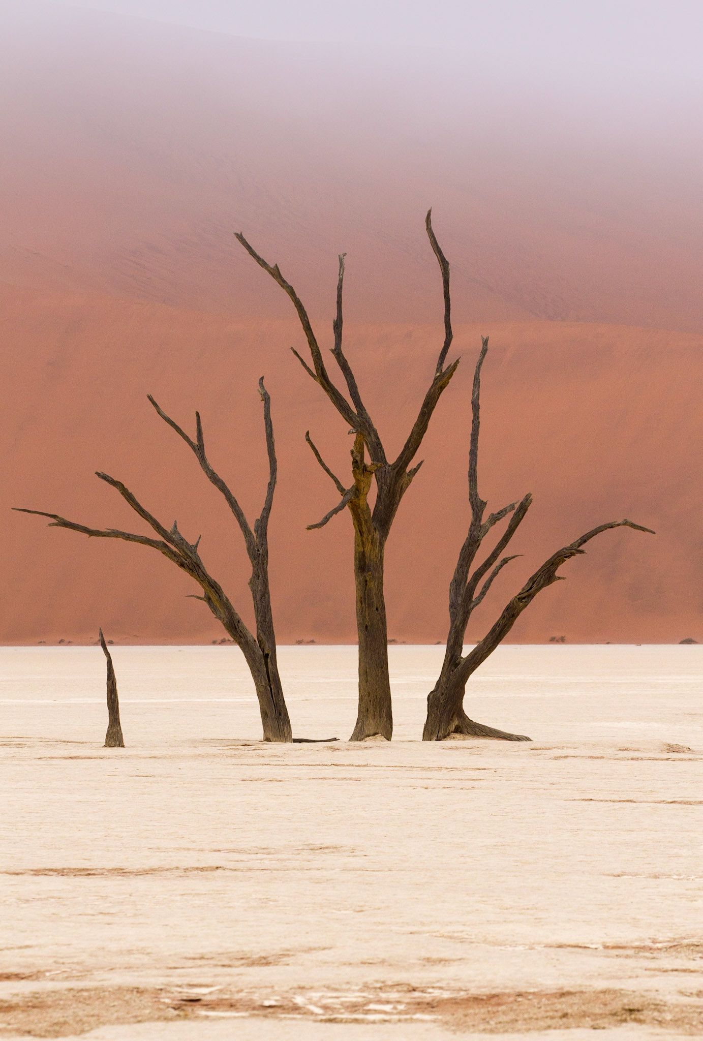 Camelthorn Tree Skeletons and Fog at Deadvlei. Namib-Naukluft Park, Namibia.