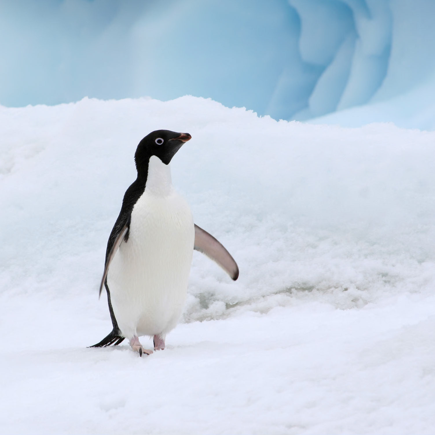 Adelie Penguin, Devils Island