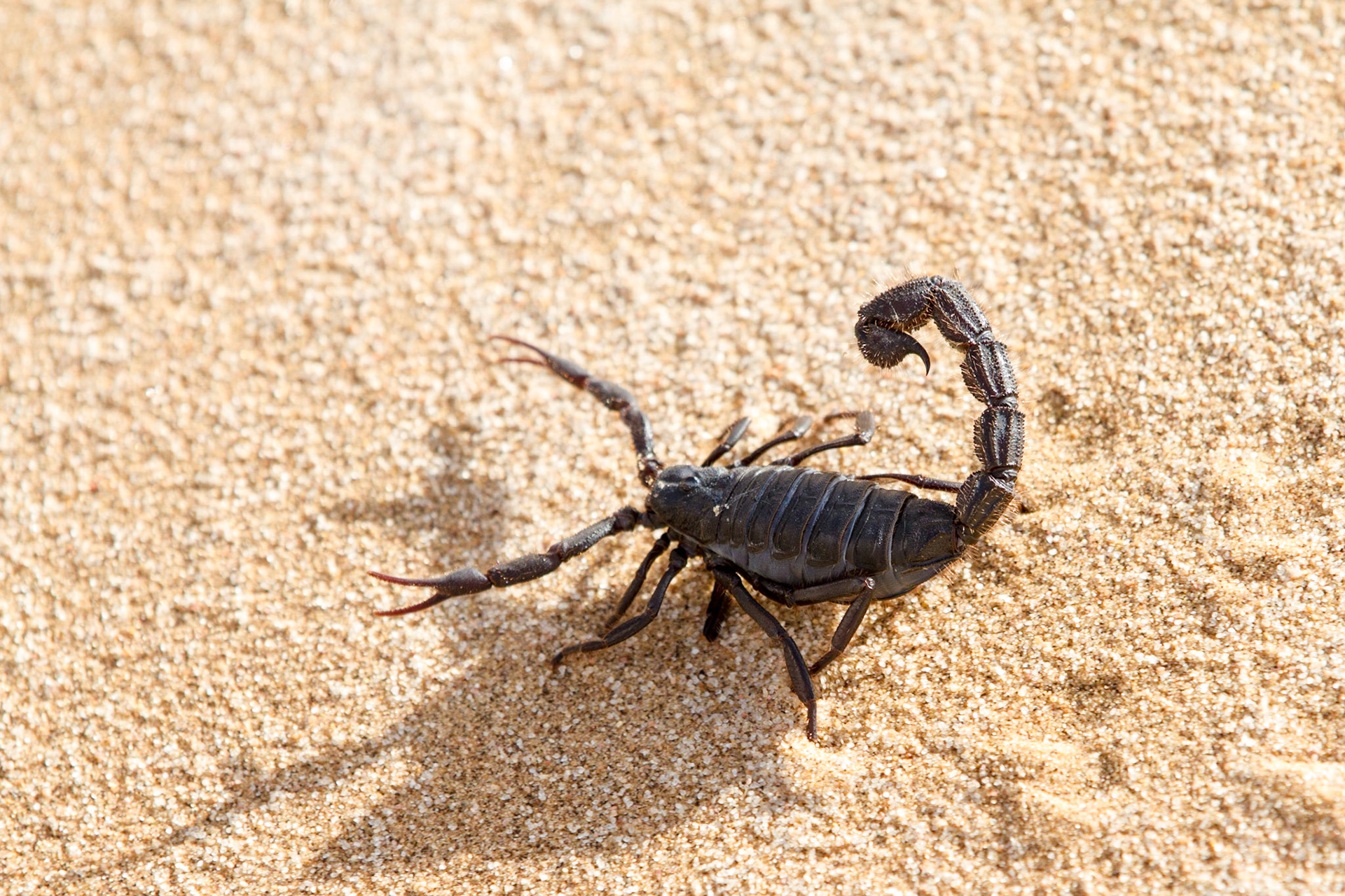 Black Scorpion (Parabuthus villosus). Dunes near Swakopmund, Namibia.